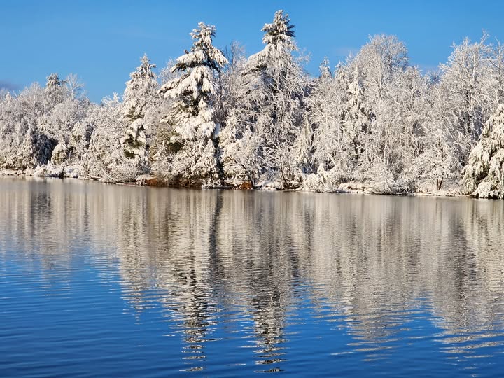 snow on trees MObrien